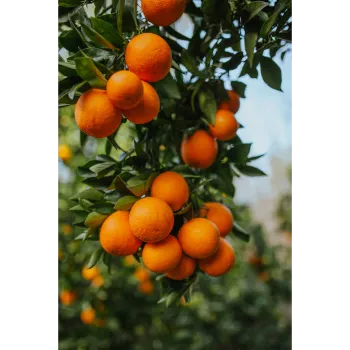 Orange Plants 